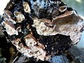 Laxitextum bicolor-amf1782